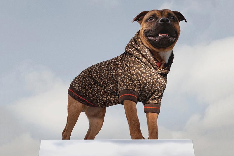 designer dog clothes burberry