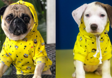 Spongebob-collection-of-dog-clothes
